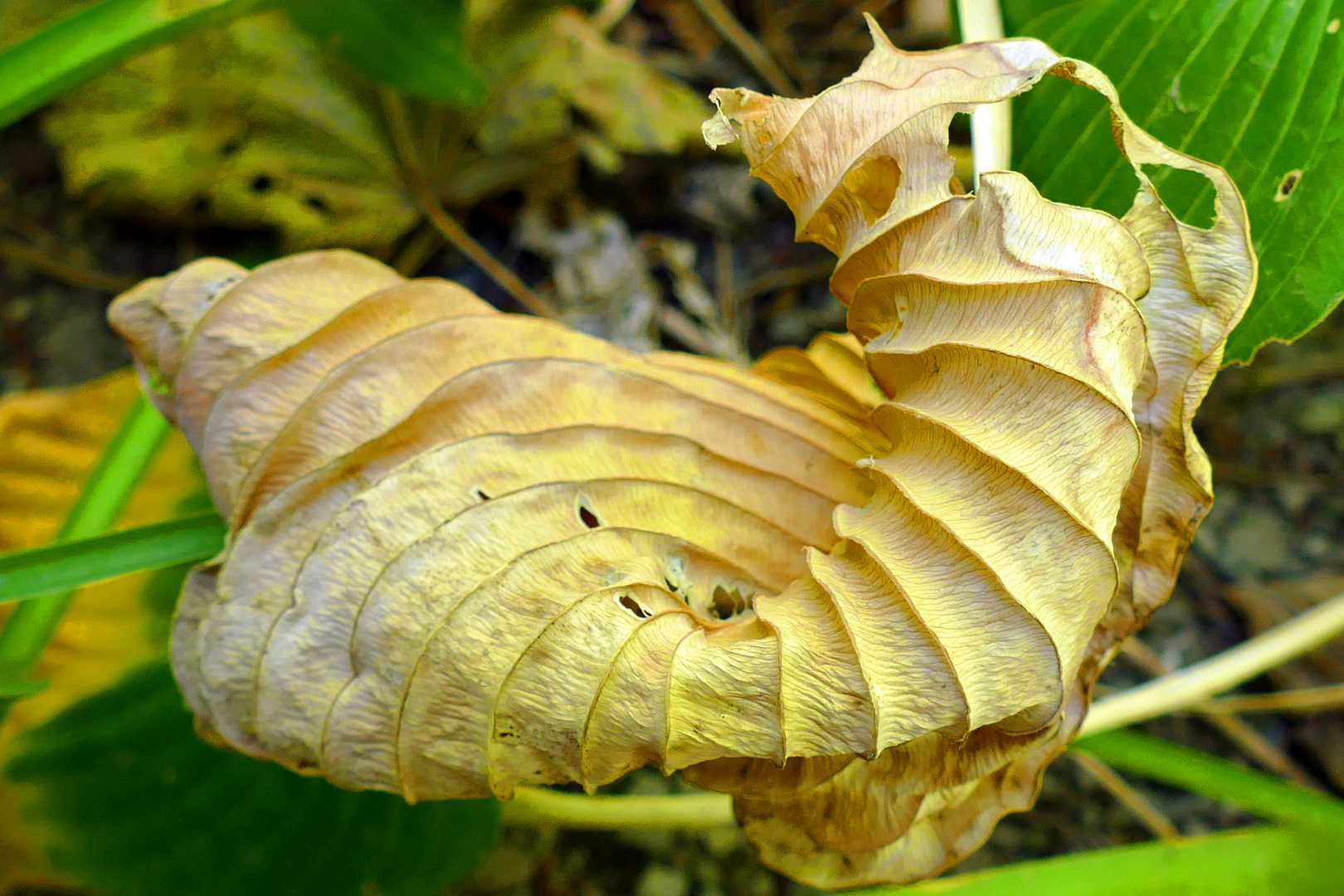 Ein welkes  Blatt