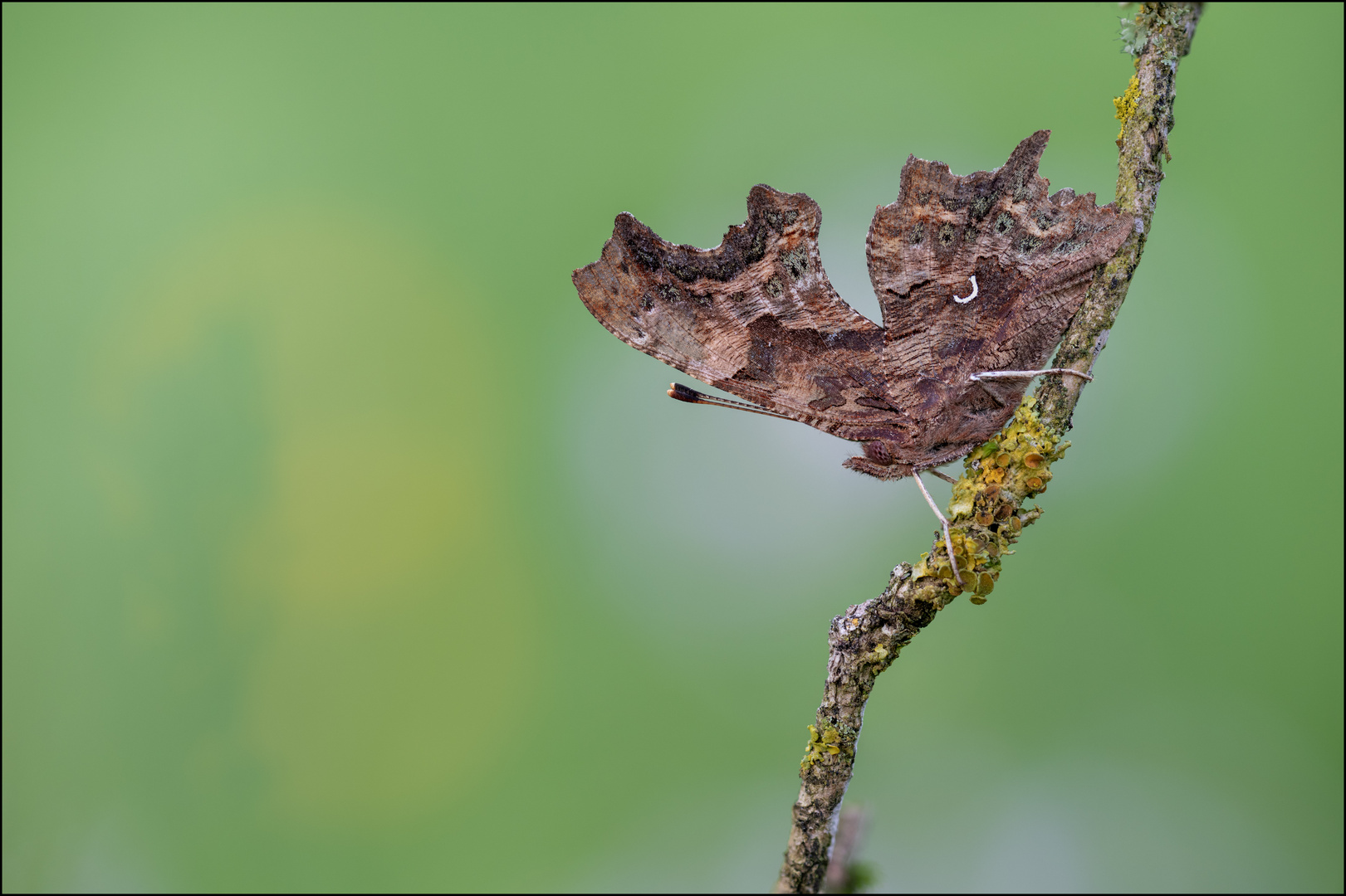 Ein welkes Blatt...