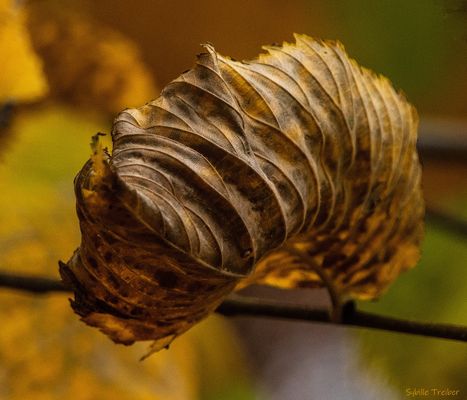 Ein welkes Blatt