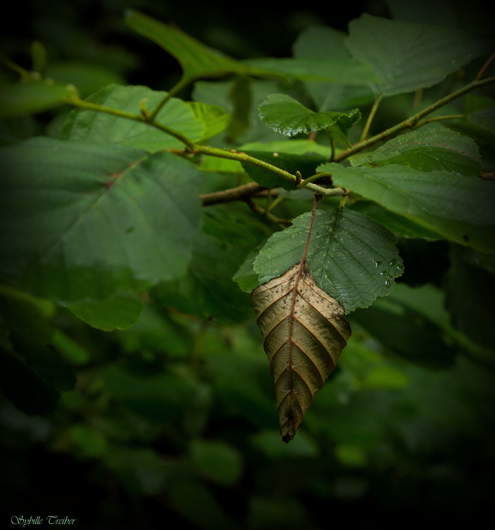 Ein welkes Blatt