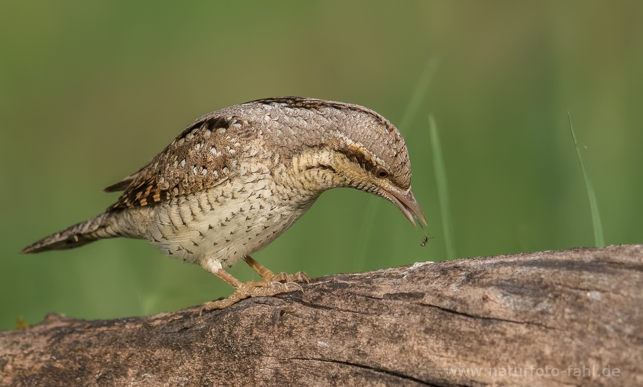 Ein Wendehals bei der Ameisenjagd...