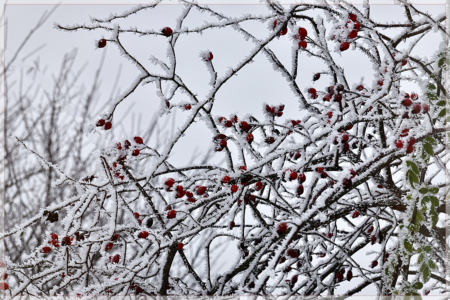 Ein wenig Farbe im Wintergrau