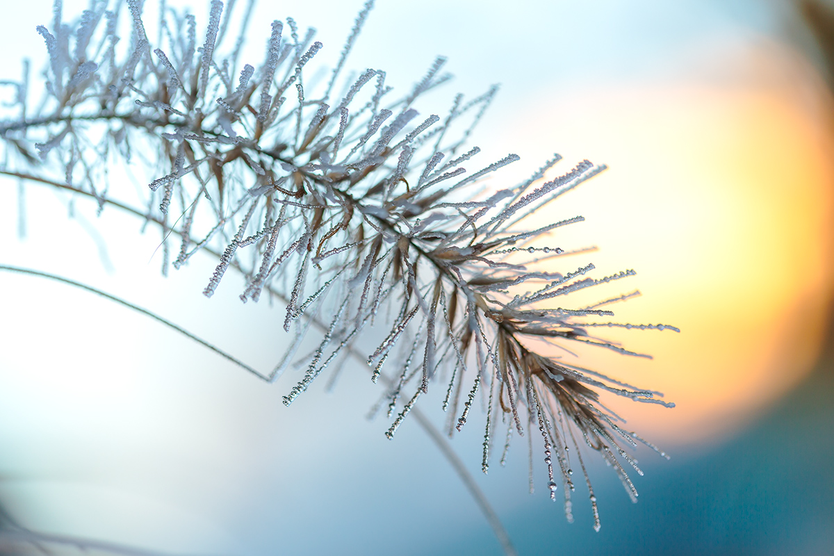 ein wenig Frost am Kölner Stadtrand