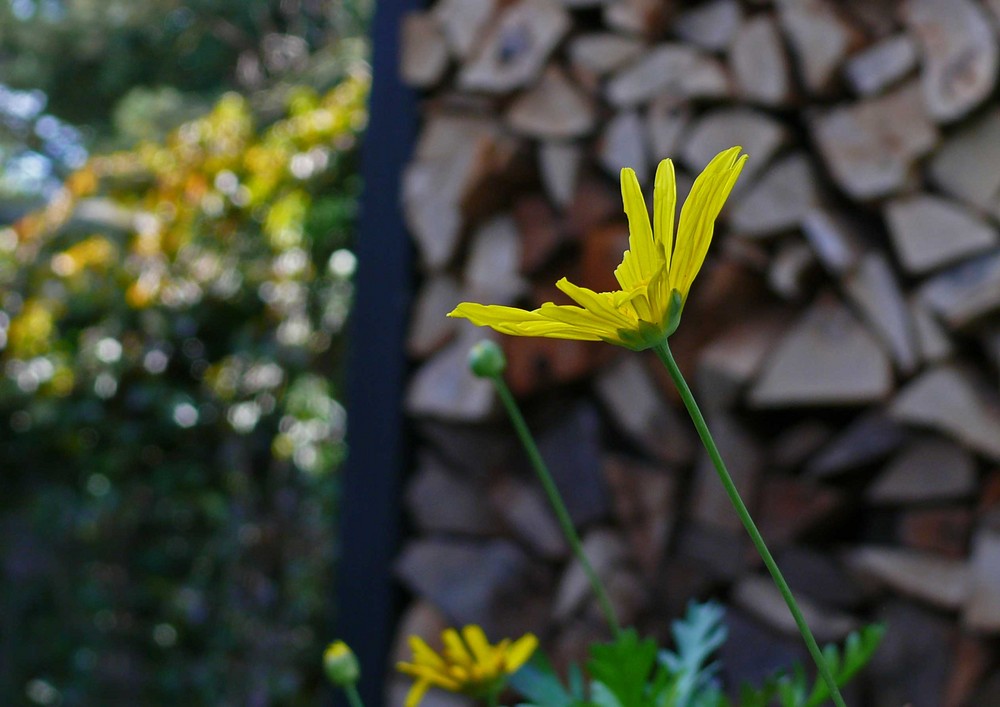 Ein wenig Frühling 2