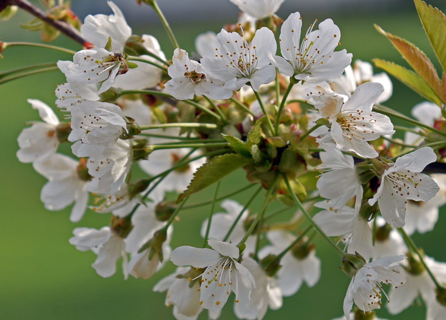 Ein wenig Frühling..... 