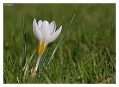 Ein wenig Frühling...