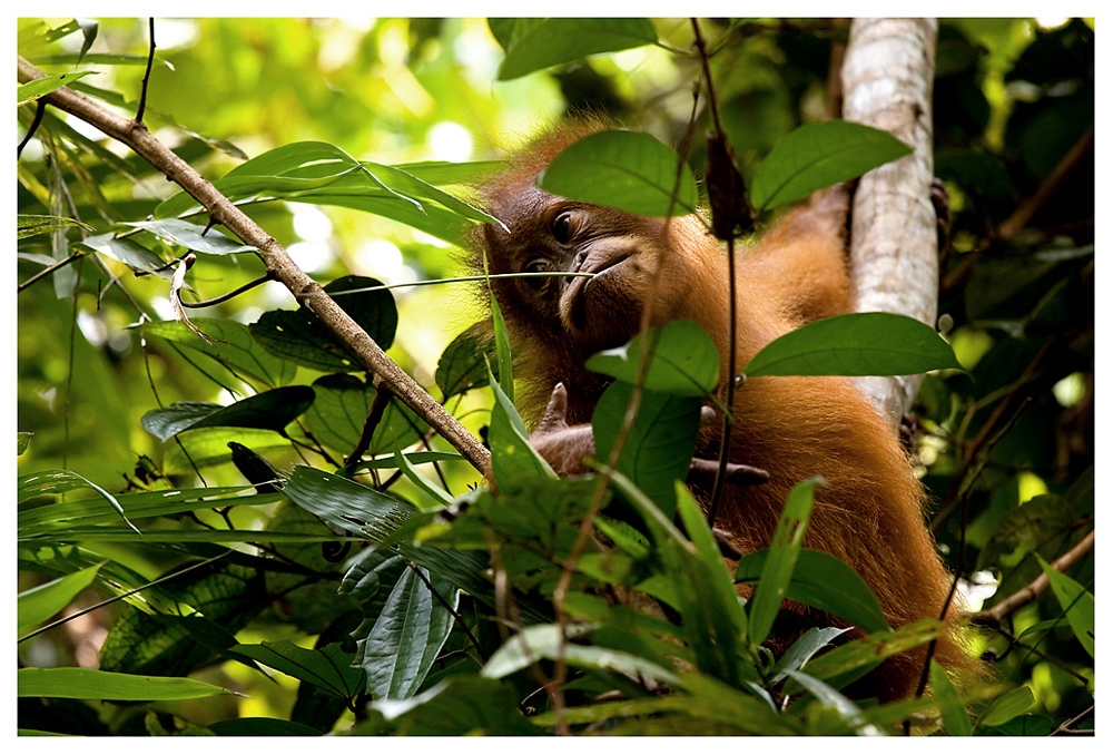 ein wenig gesichtsalt, aber fast noch ein Baby, ist dieser kleine Orang Utan