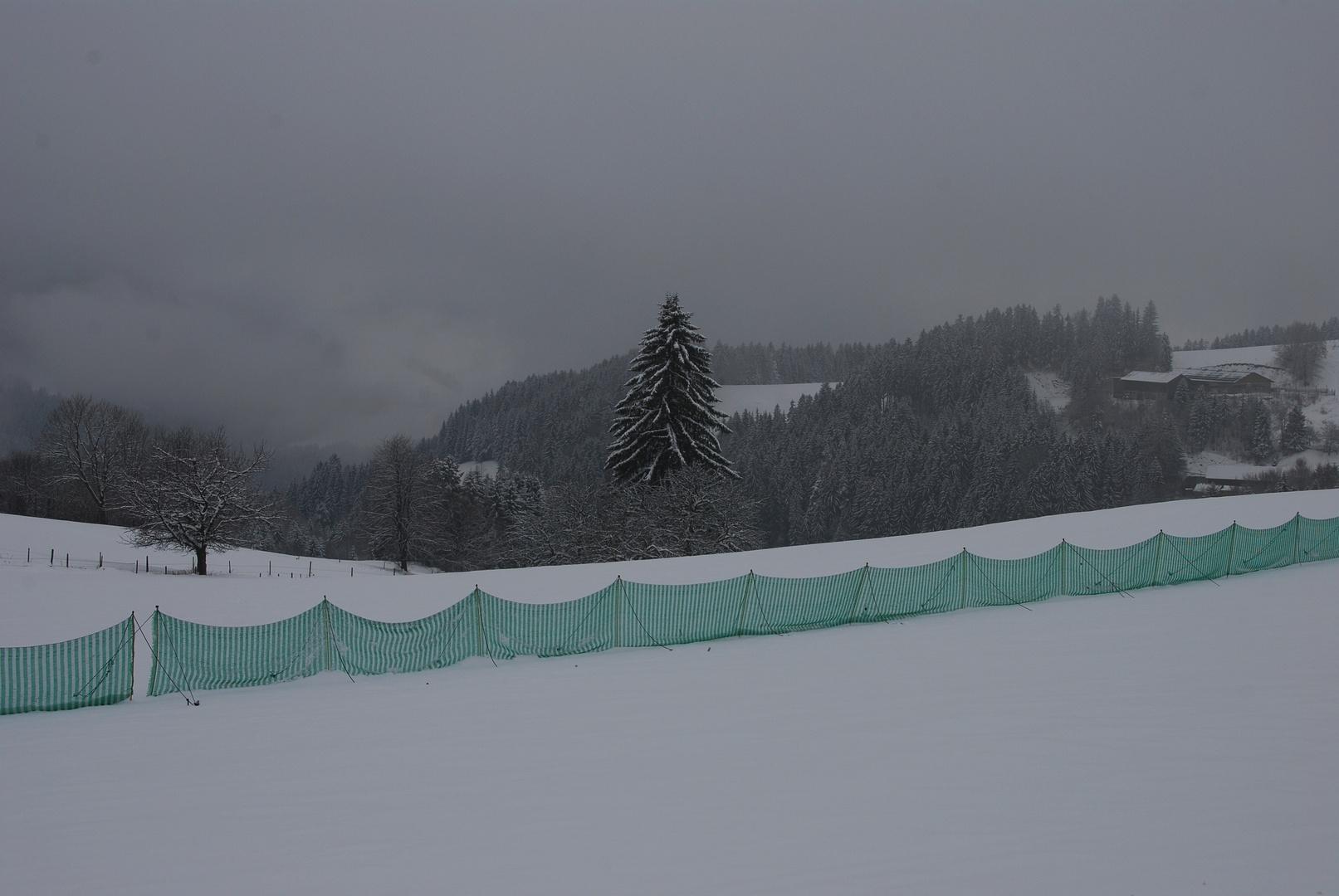 ein wenig grün zur Winterszeit