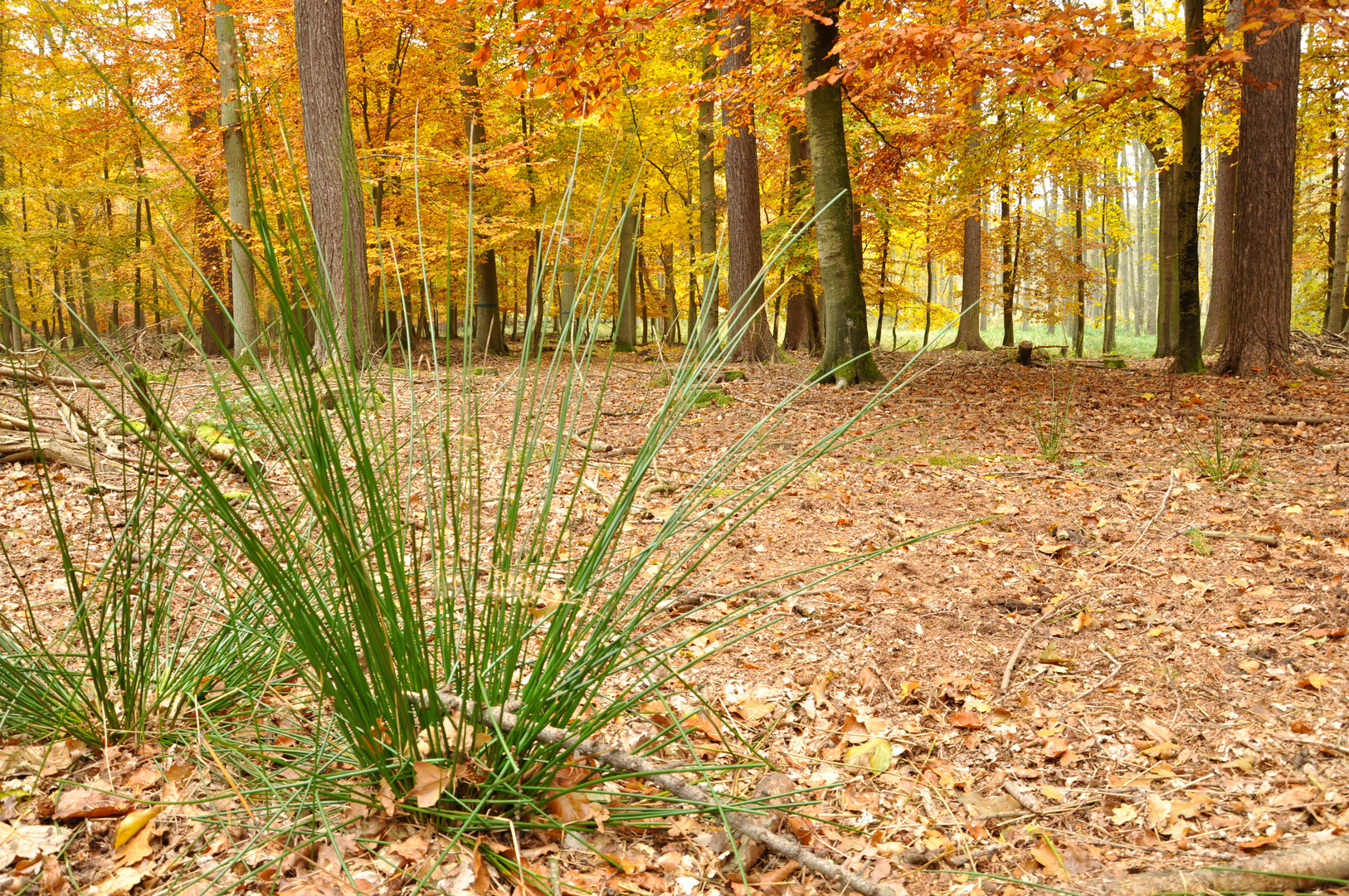 ein wenig grünes im Herbst