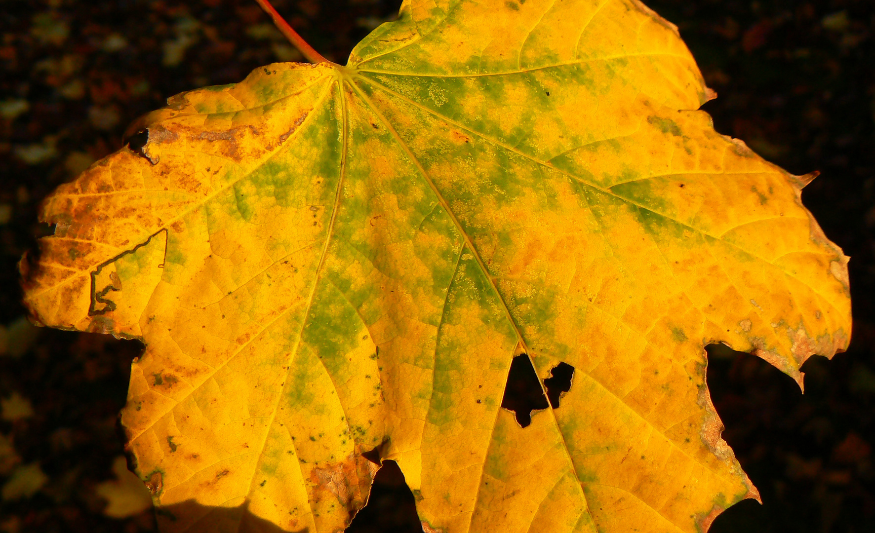 ein wenig Herbst