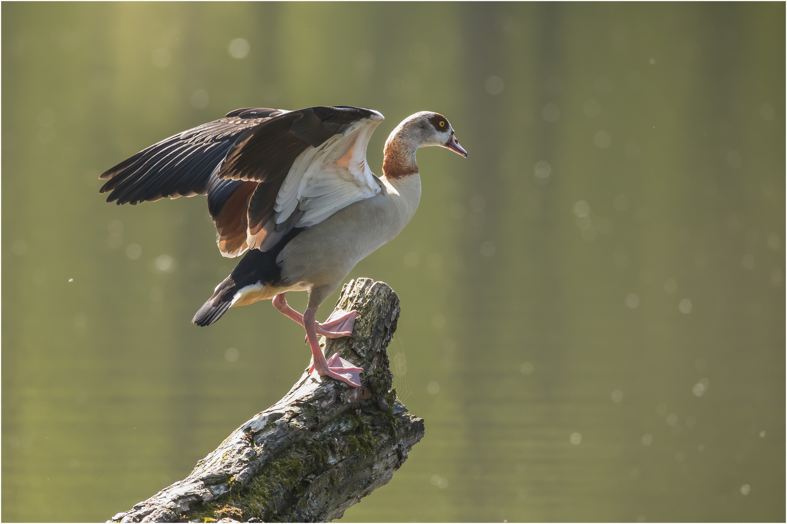 ein wenig Morgengymnastik und die Flügel kräftigen