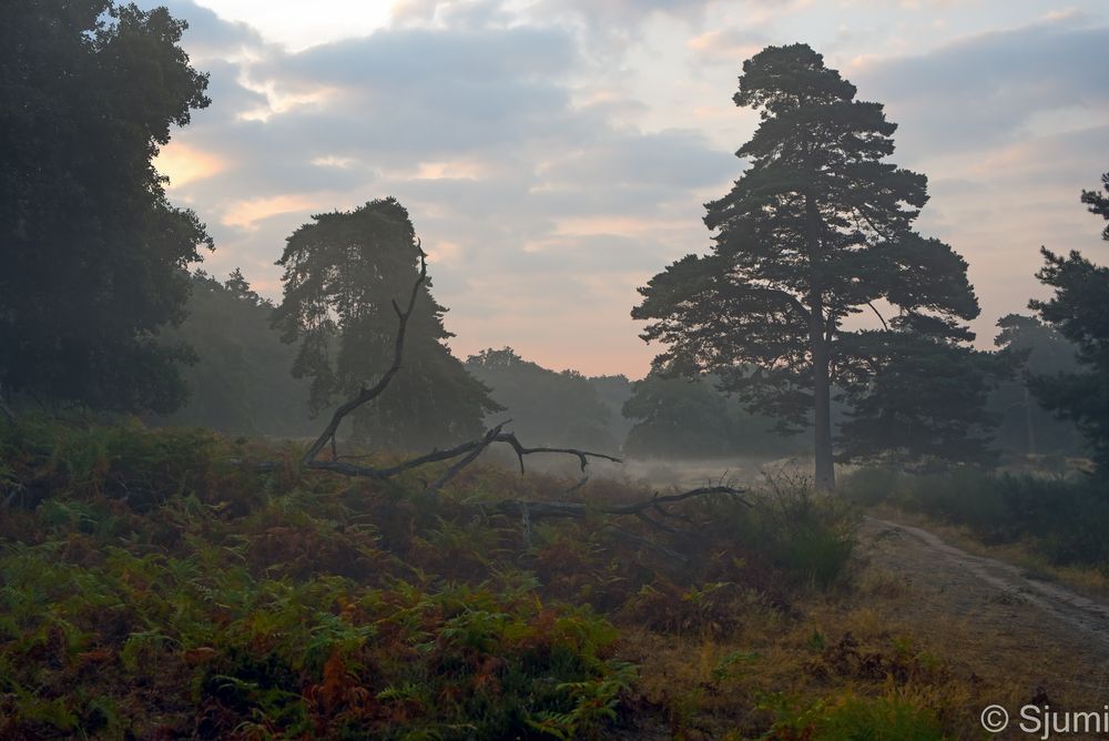 Ein wenig Morgennebel...