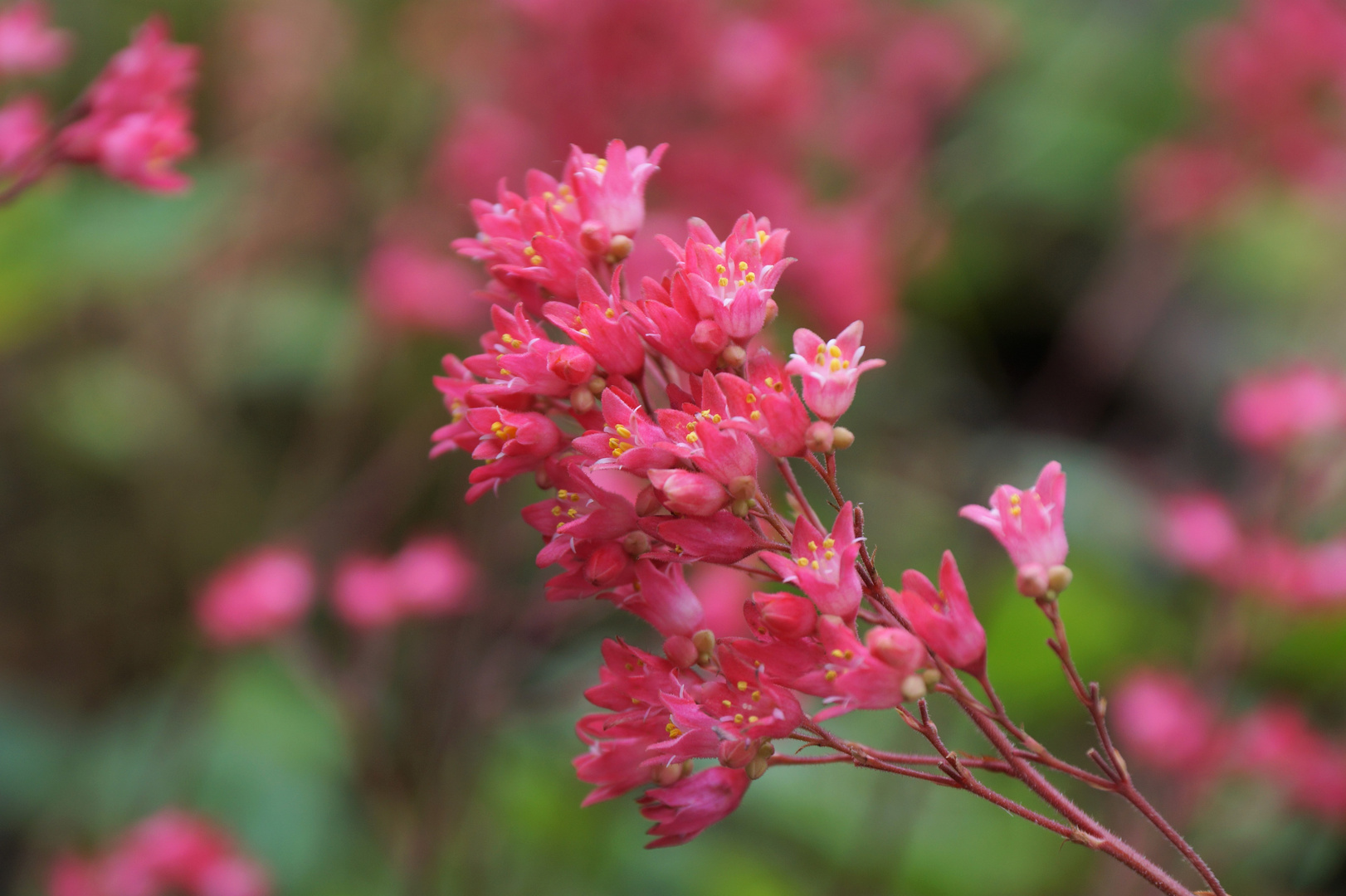 ein wenig Rosa ...