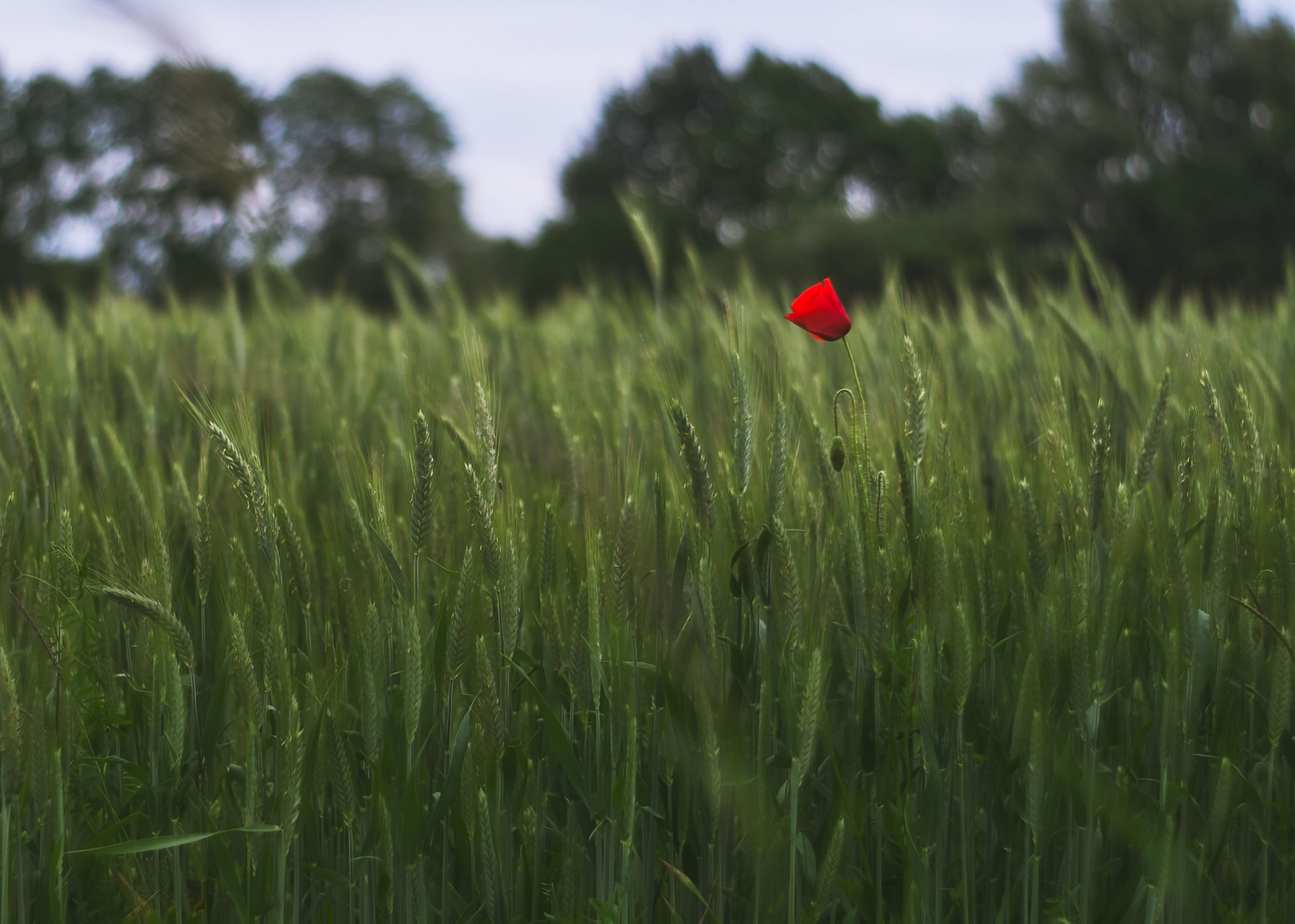 Ein wenig Rot