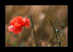 ein wenig rot im Kornfeld