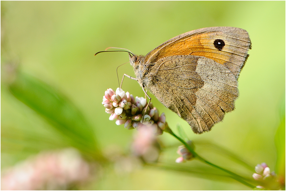 Ein wenig Sommer