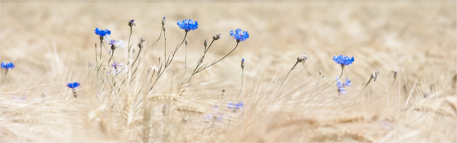 Ein wenig Sommer: Kornblumen wiegen sich im Getreide