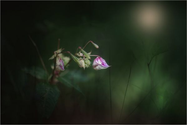 ein wenig Sommerlicht ....