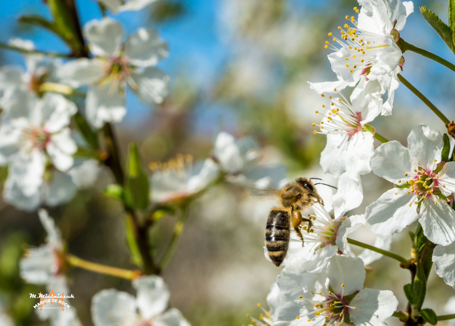 Ein wenig von Frühling 