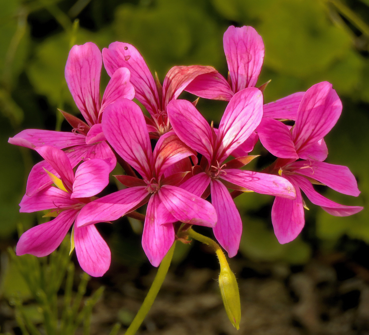 ein wenig Vorgartensonne heute früh..."Geranien/Pelargonien" 