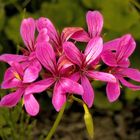 ein wenig Vorgartensonne heute früh..."Geranien/Pelargonien" 