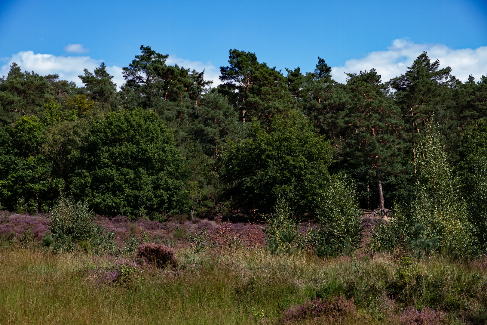 Ein wenig Wahner Heide