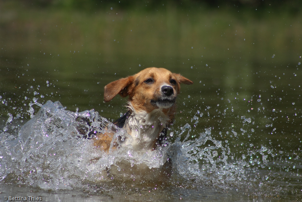 Ein wenig Wasserscheu......