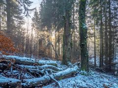 Ein wenig Winter im Tanzbuchenwald