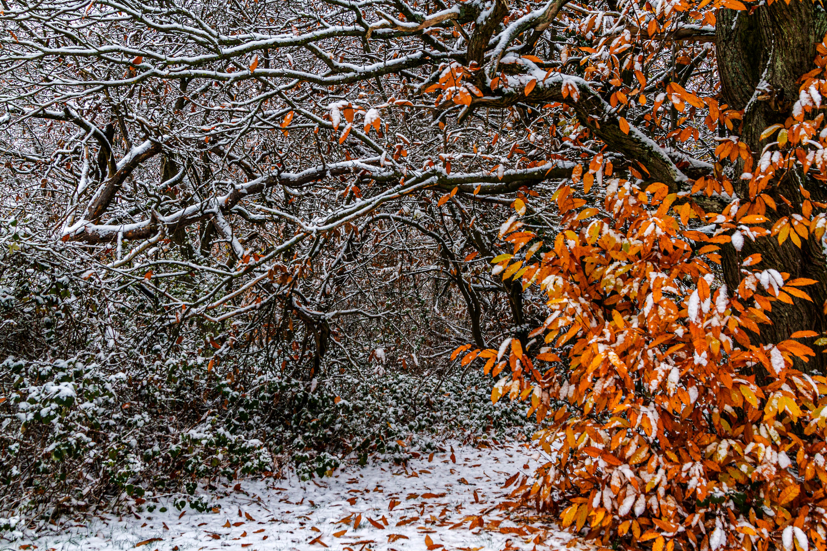 Ein wenig Winterwald