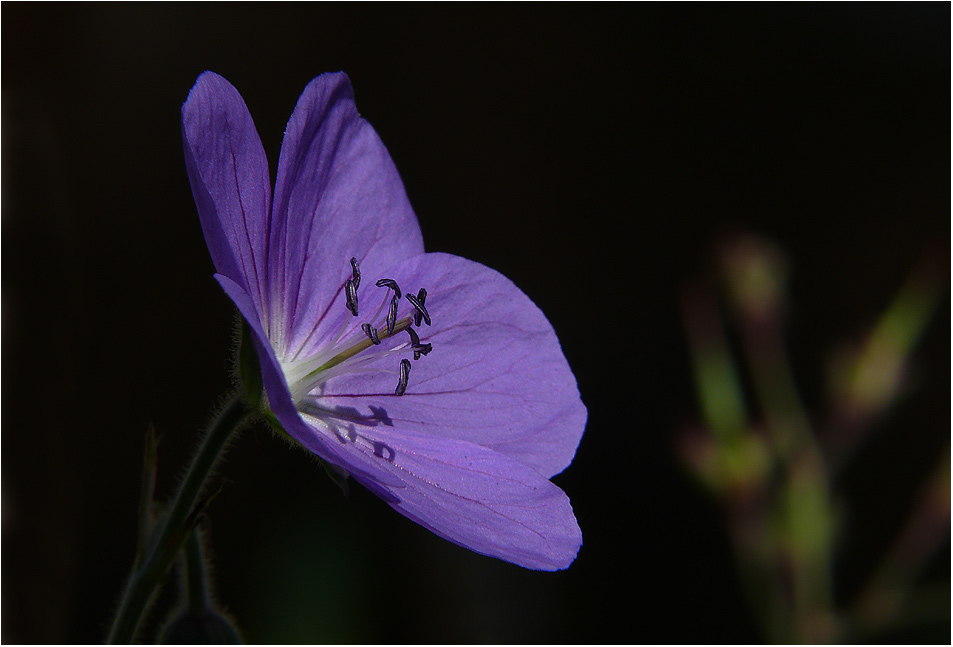 Ein wenig zartes Blau...