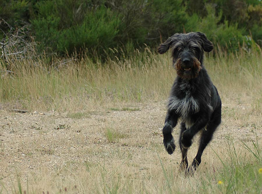 Ein weniger konservativ ausgebildeter Jagdhund