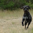 Ein weniger konservativ ausgebildeter Jagdhund