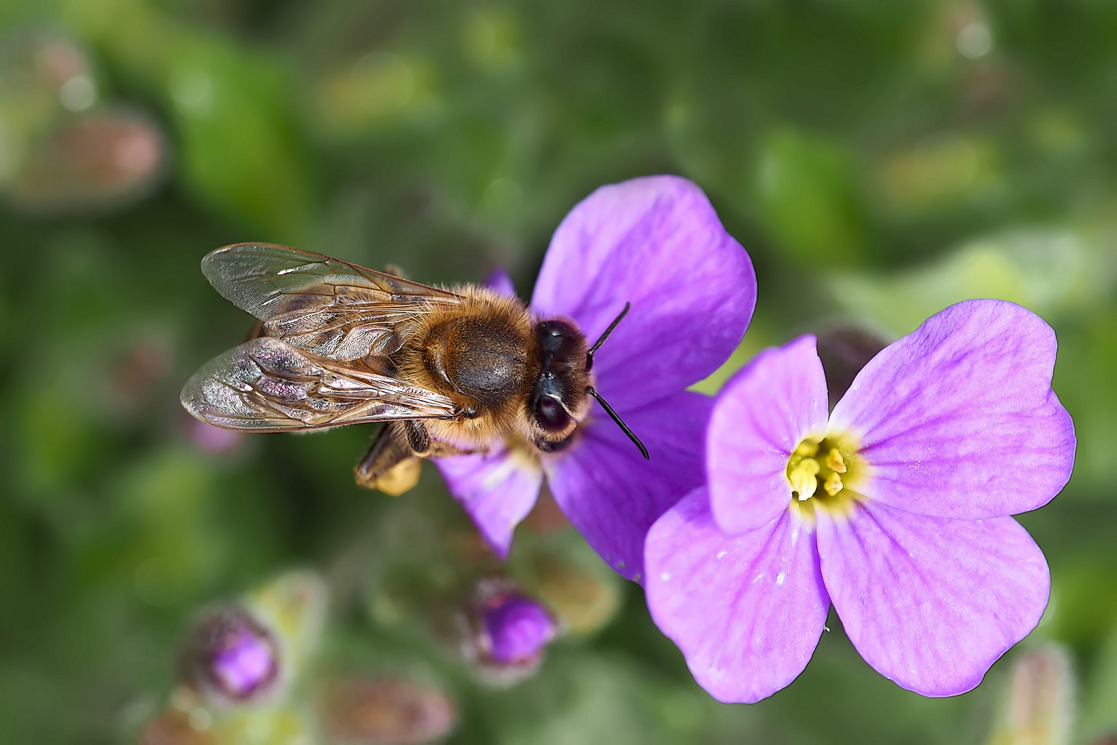 Ein wertvolles Foto, denn Bienen werden selten! - Les abeilles deviennent rares! 