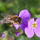 Ein wertvolles Foto, denn Bienen werden selten! - Les abeilles deviennent rares! 