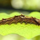 Ein Wesen vom anderen Blatt