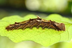 Ein Wesen vom anderen Blatt