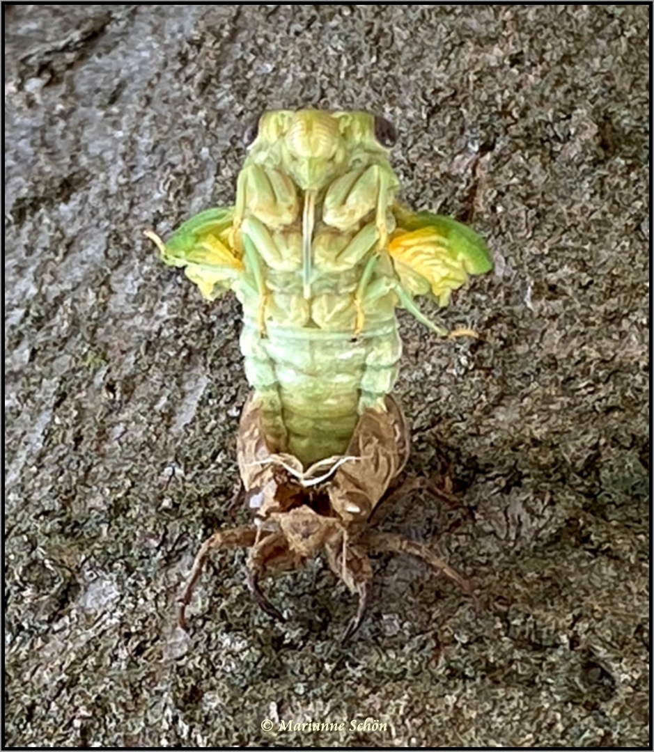 Ein Wesen wie von einem anderen Stern...