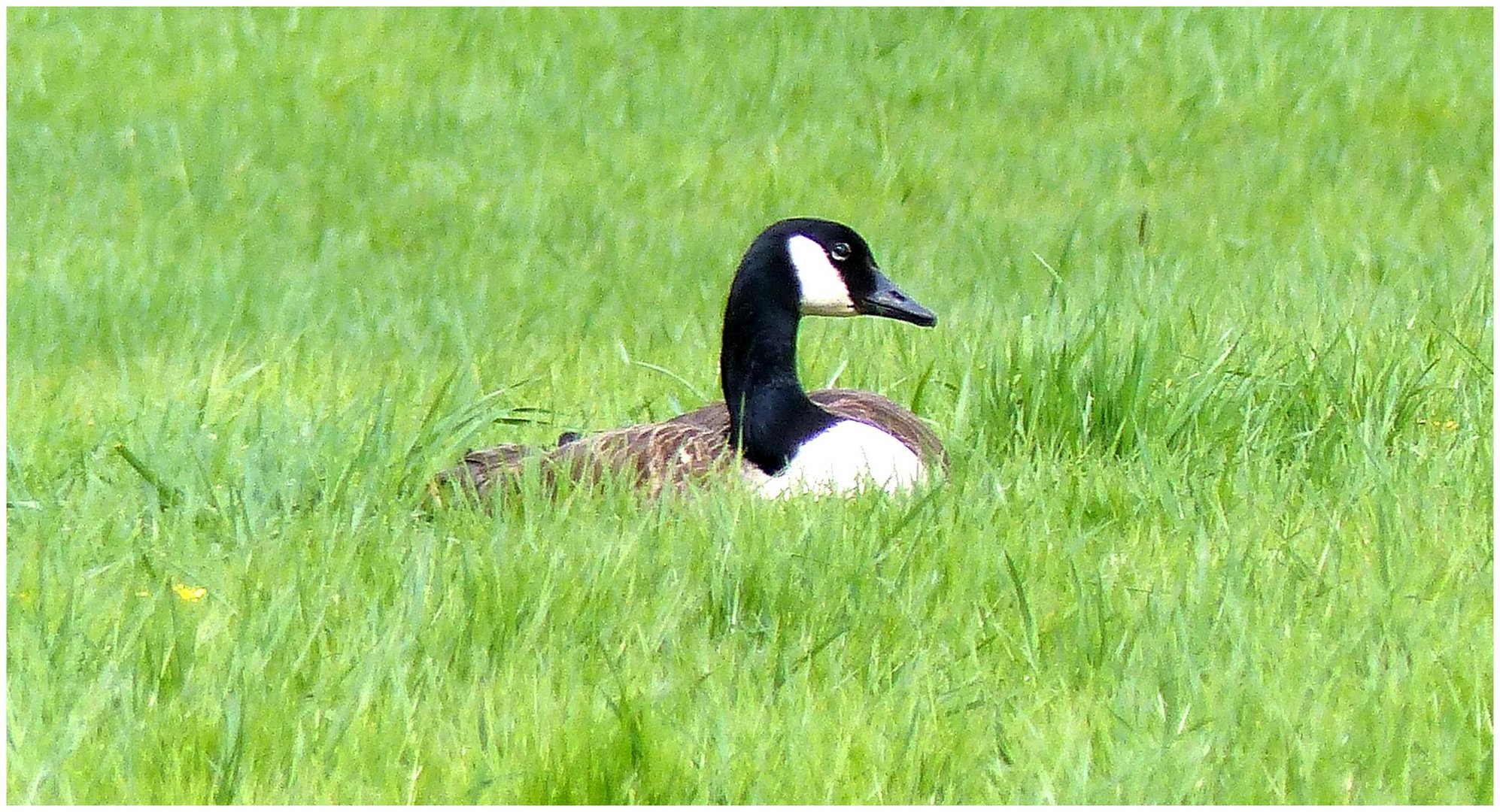 Ein Weserspaziergang---- ( 5 )