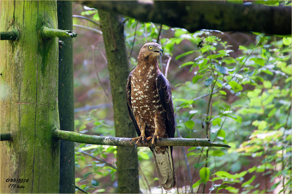 ein Wespenbussard