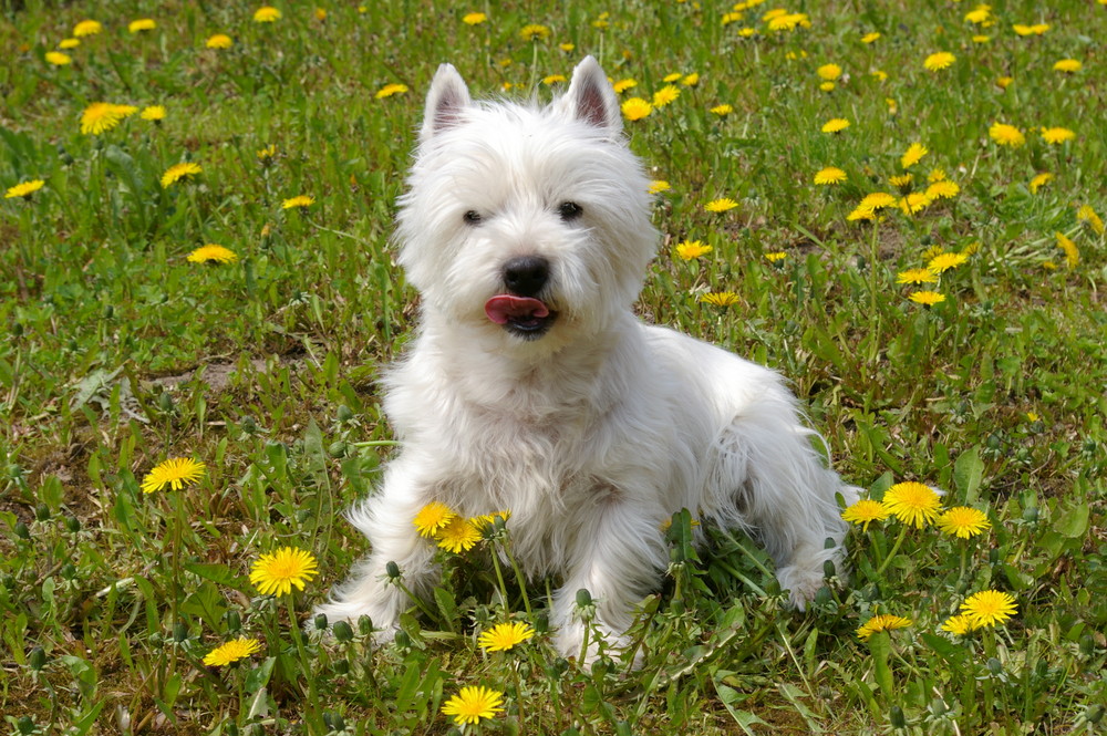 Ein West Highland Terrier genießt das schöne Wetter