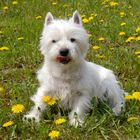 Ein West Highland Terrier genießt das schöne Wetter