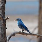 ein "western bluebird" - mit raupen-futter