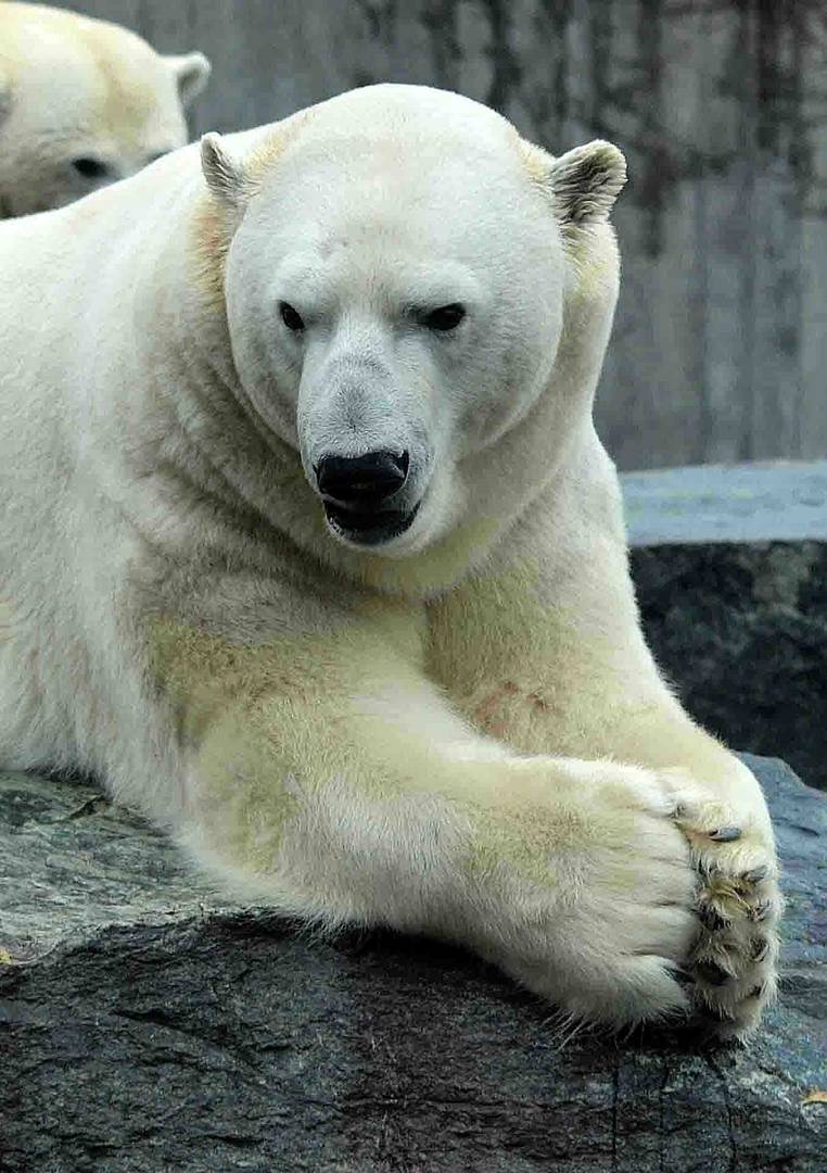 Ein Wetter nur für Eisbären