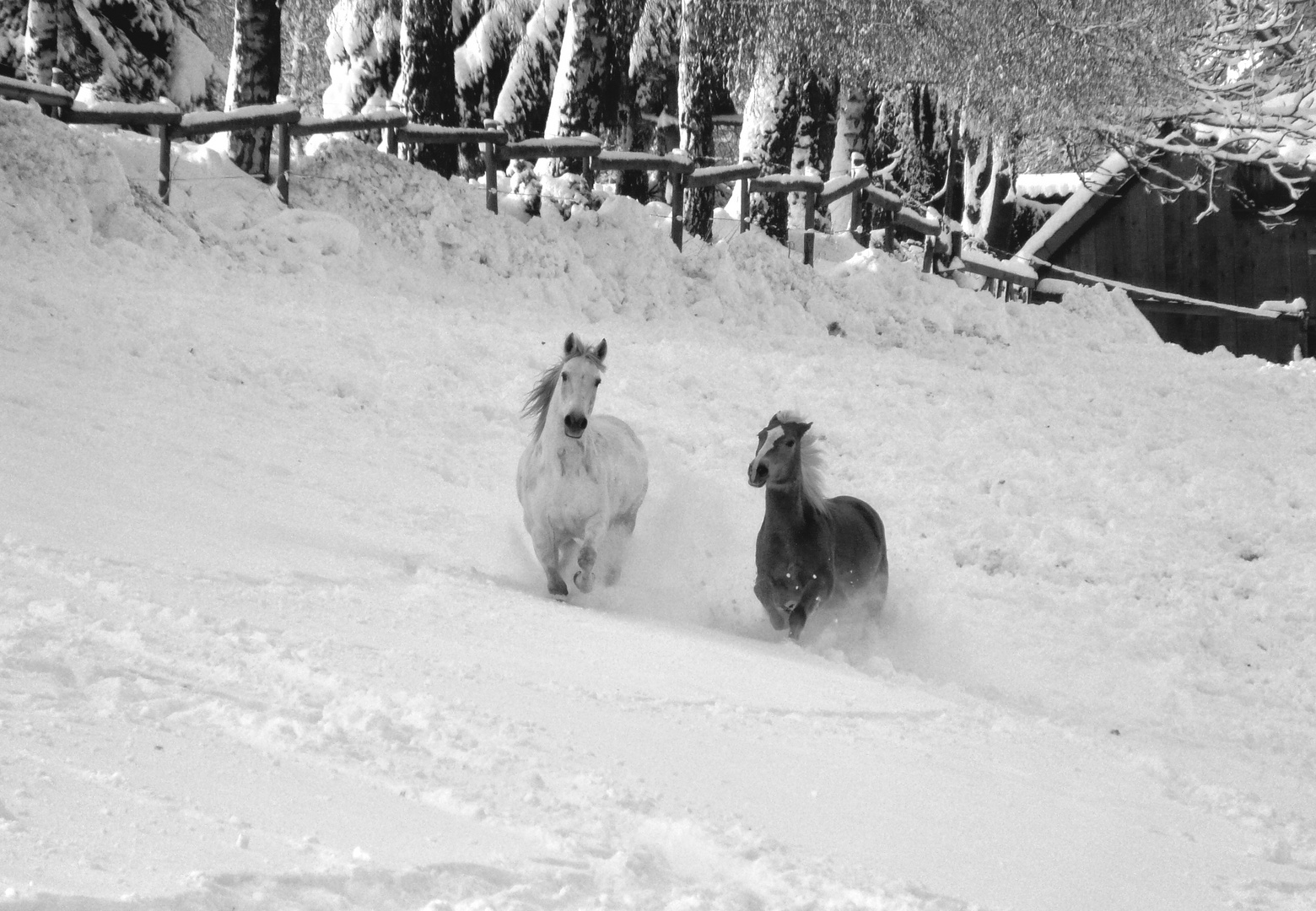 Ein Wettrennen im Tiefschnee