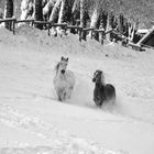 Ein Wettrennen im Tiefschnee