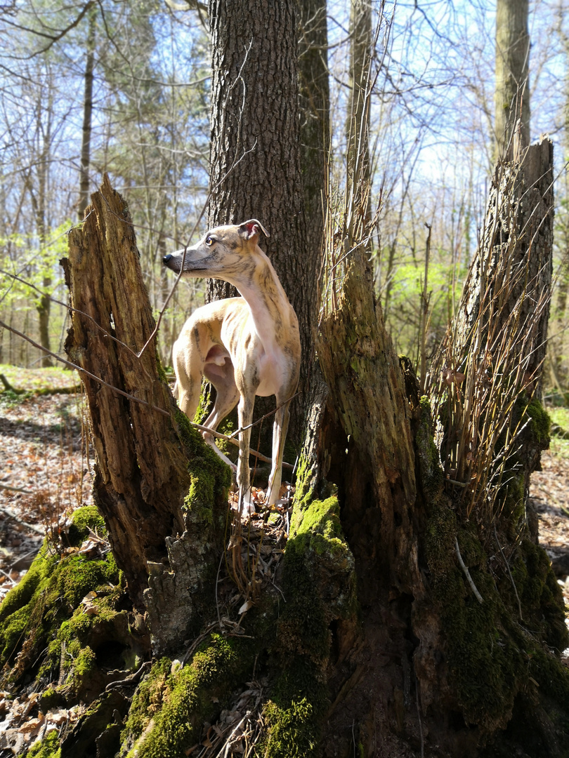 Ein Whippet in der Baumkrone