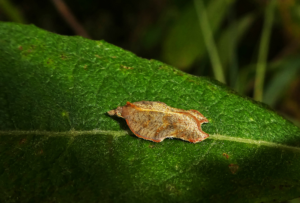 ein Wickler Acleris emargana