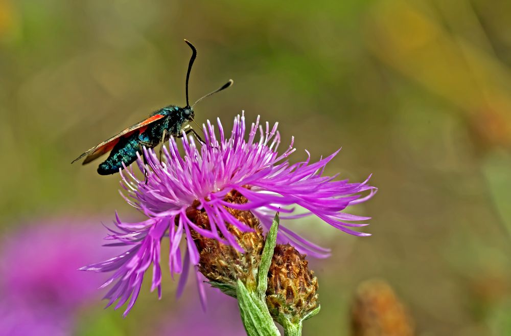 Ein Widderchen