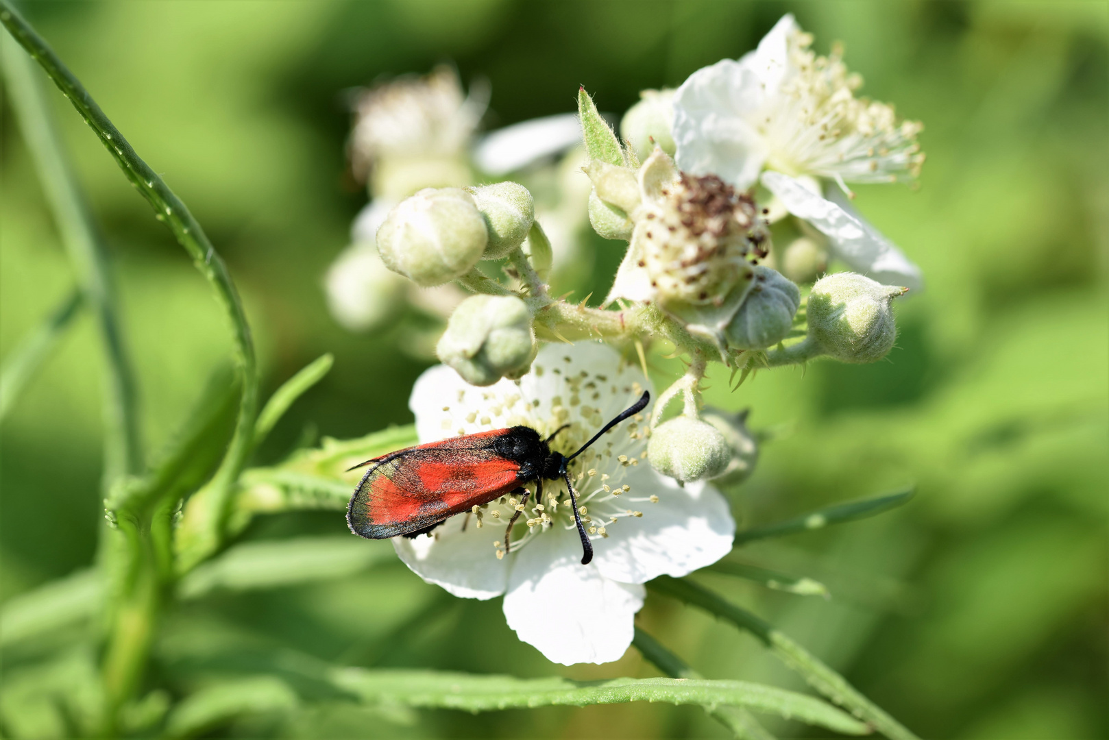 Ein Widderchen