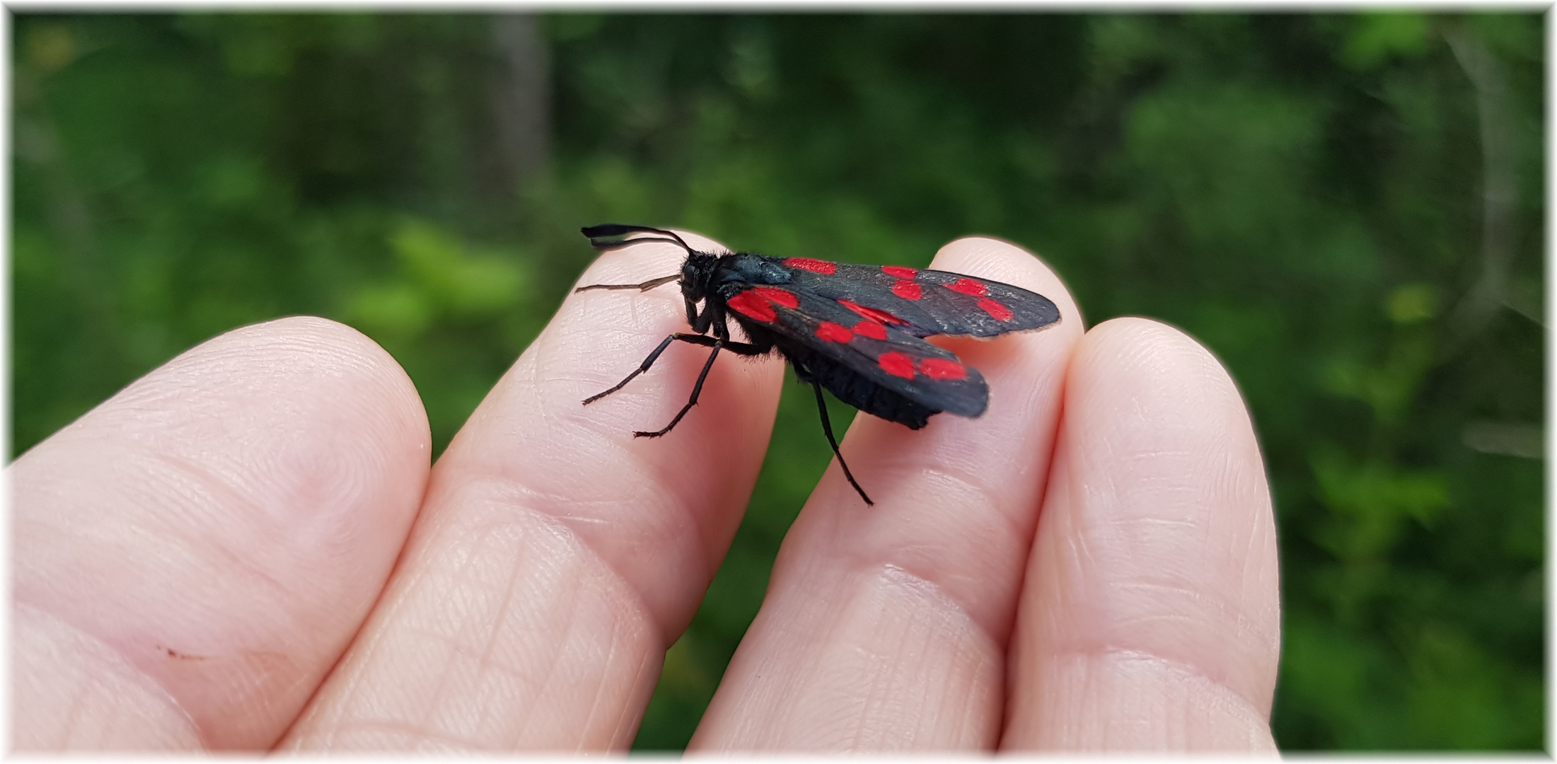 Ein Widderchen